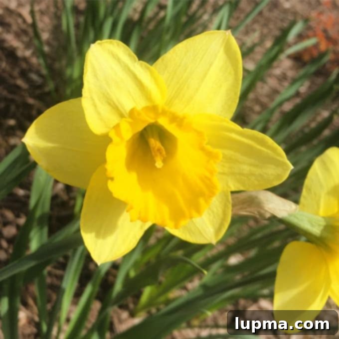 Zesty Mexican Turkey Lettuce Wraps 3 Beautiful spring scene with blooming trees and green grass