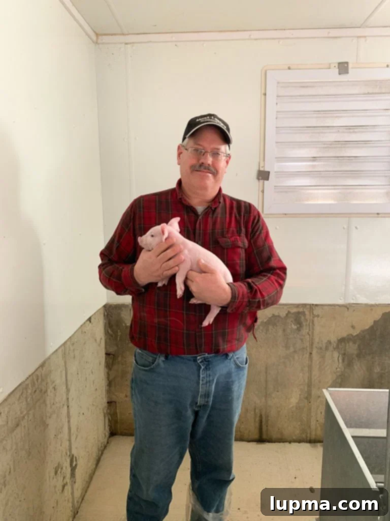 Inside a modern, clean hog barn at Shoup Brothers Farm.