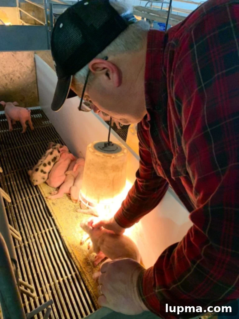 A sow and her piglets in the farrowing barn, demonstrating maternal care.