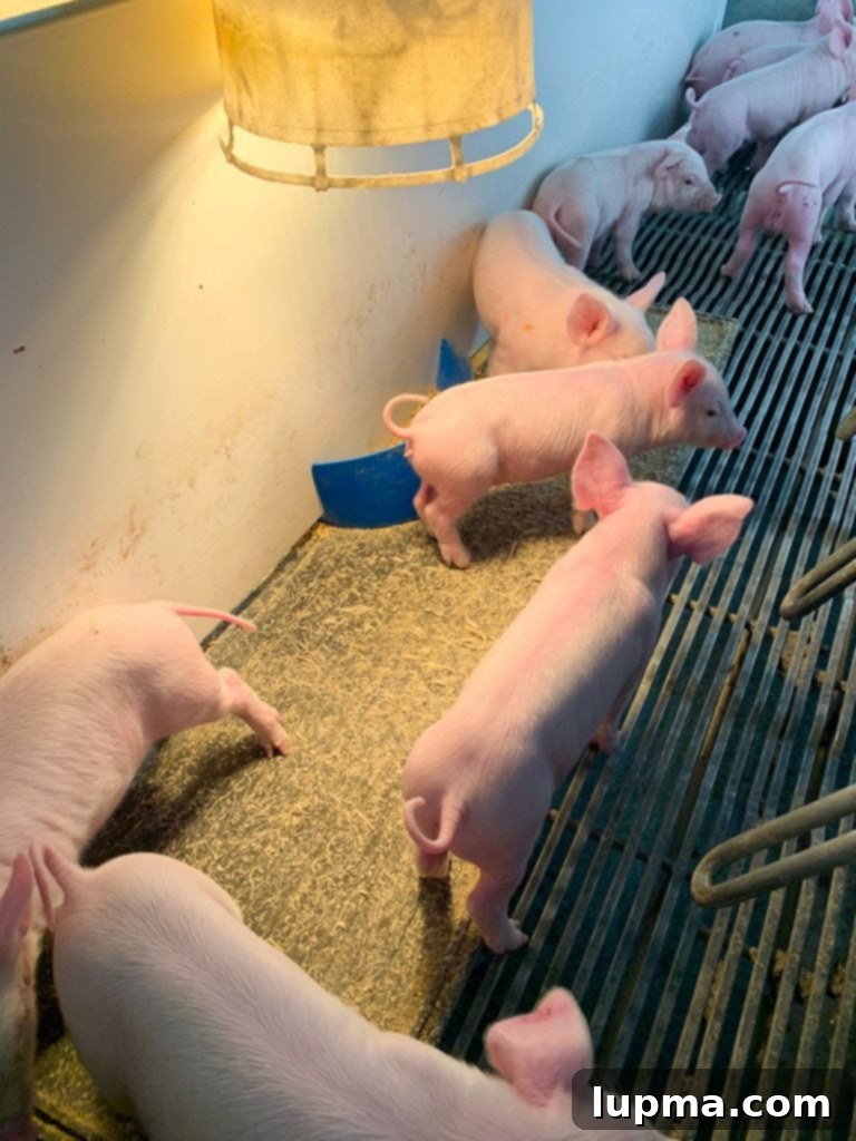 From Ohio Fields to BBQ Flavor: My Sauce Story 6 Close-up of curious piglets in a clean, spacious pen.