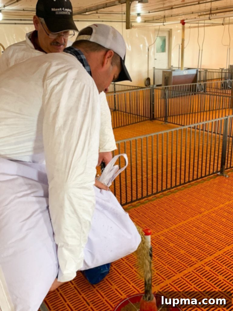 From Ohio Fields to BBQ Flavor: My Sauce Story 7 An orderly row of pig pens in a modern agricultural facility.