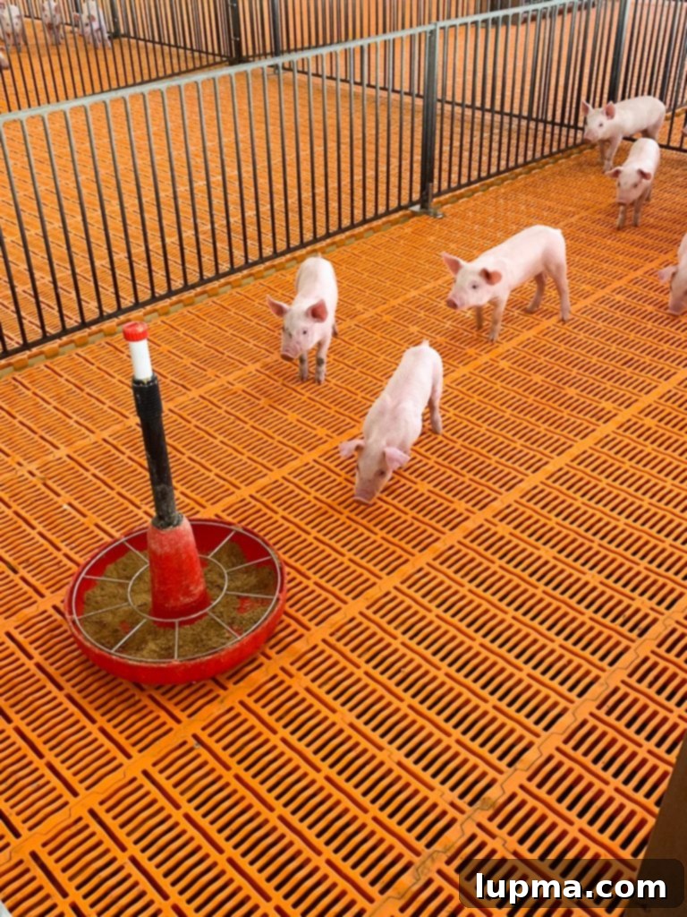Precision climate control system within a hog barn.