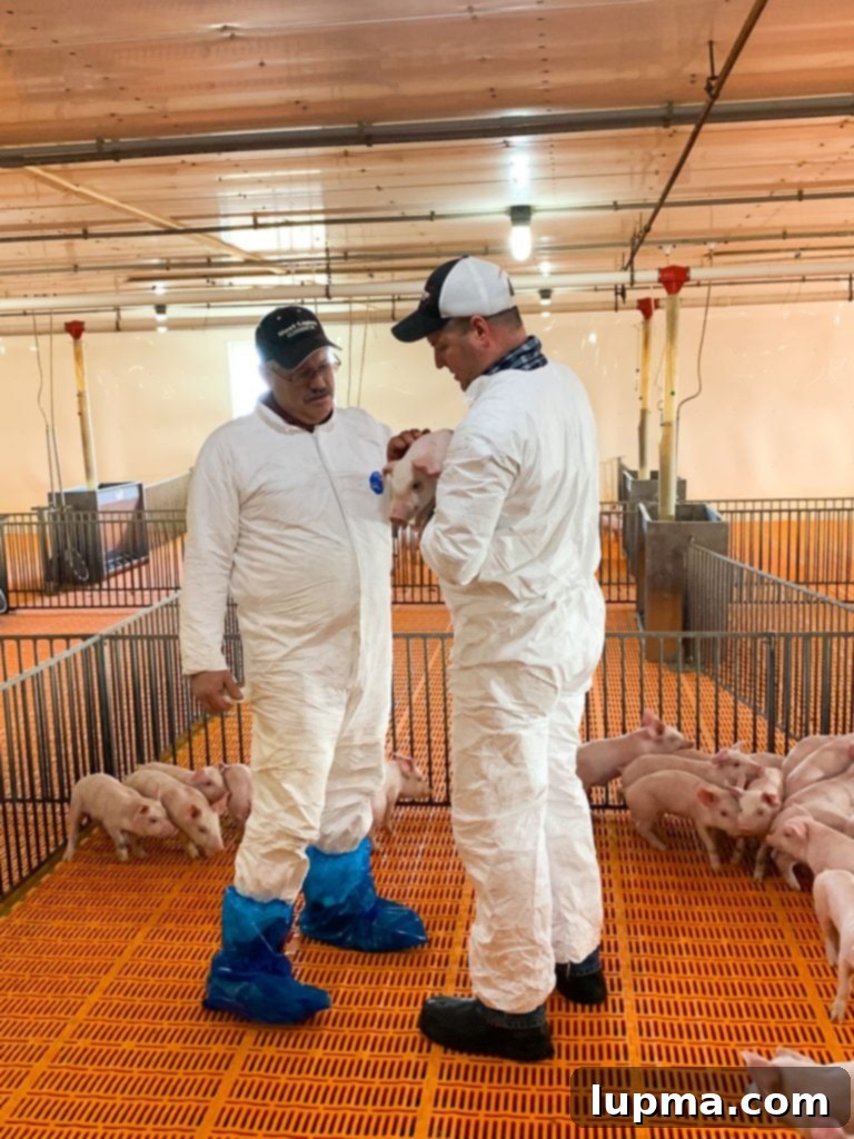 Healthy hogs resting comfortably in a temperature-controlled barn.