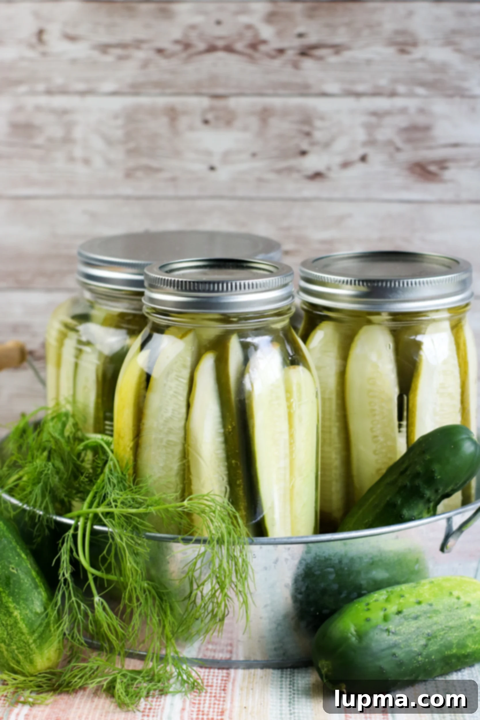 Speedy Refrigerator Dill Pickles 2 Two jars of homemade Refrigerator Dill Pickles, showcasing their crisp green color and fresh dill sprigs.