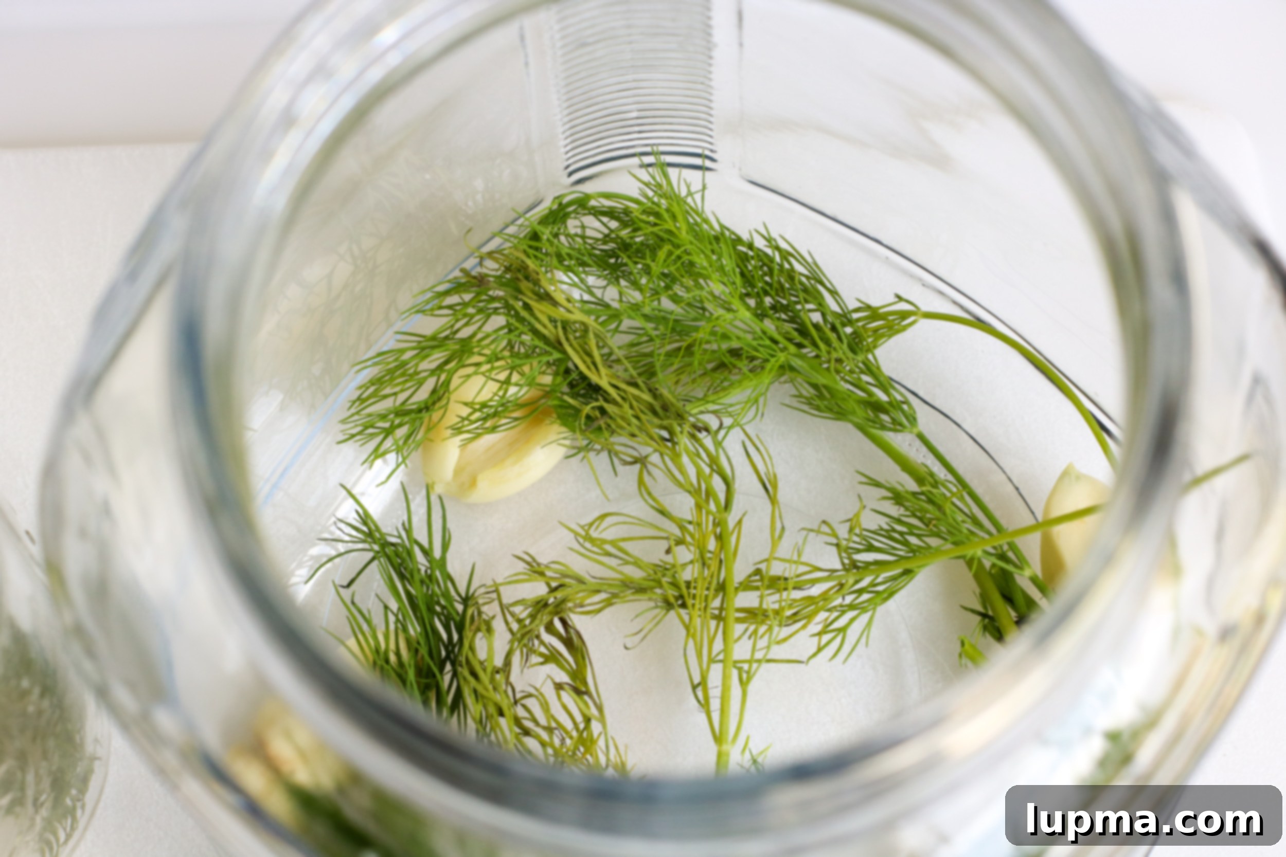Speedy Refrigerator Dill Pickles 7 A hand adding fresh dill sprigs into a mason jar, demonstrating the process of packing jars for Refrigerator Dill Pickles.