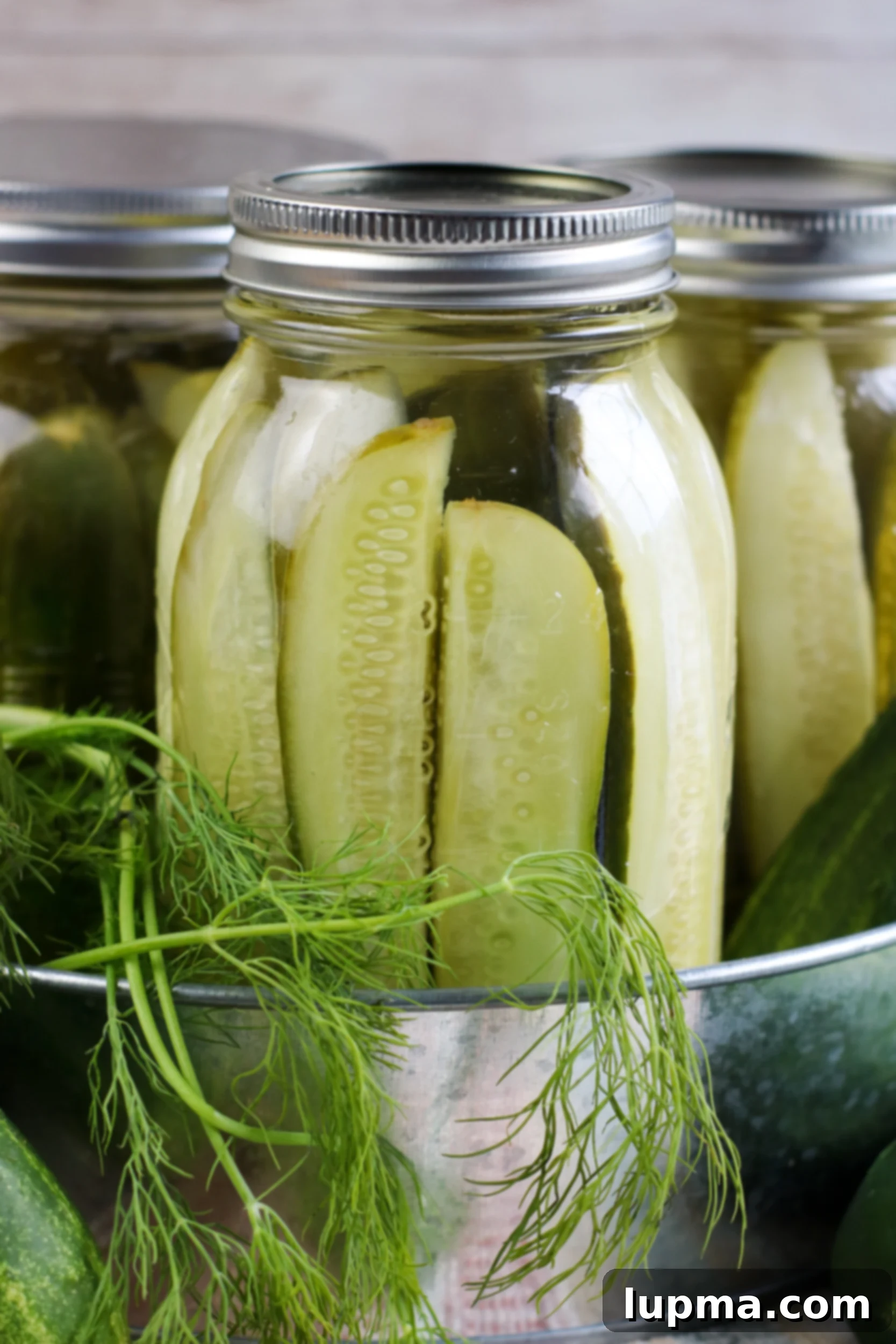 Speedy Refrigerator Dill Pickles 9 Multiple jars of Refrigerator Dill Pickles lined up, showcasing their homemade appeal and readiness for storage.