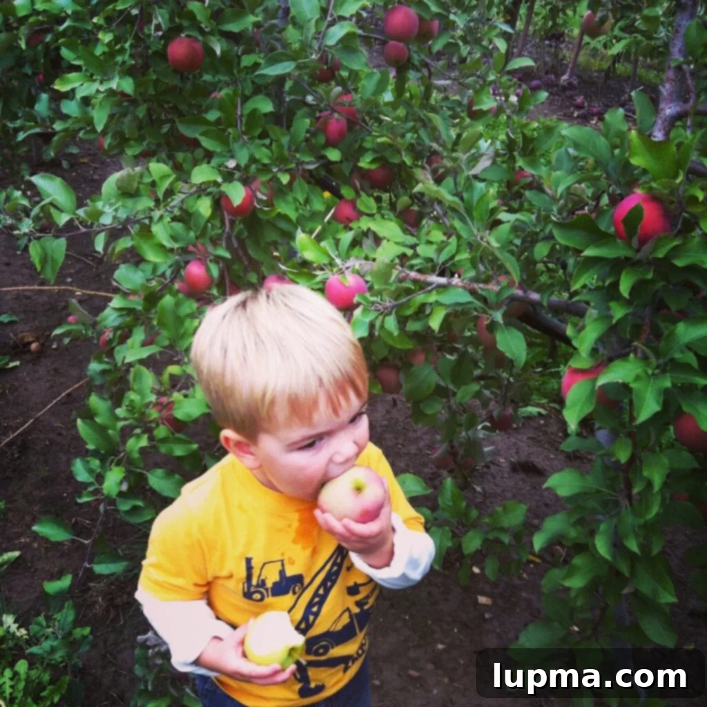 Family apple picking in a Wisconsin orchard, enjoying the autumn harvest