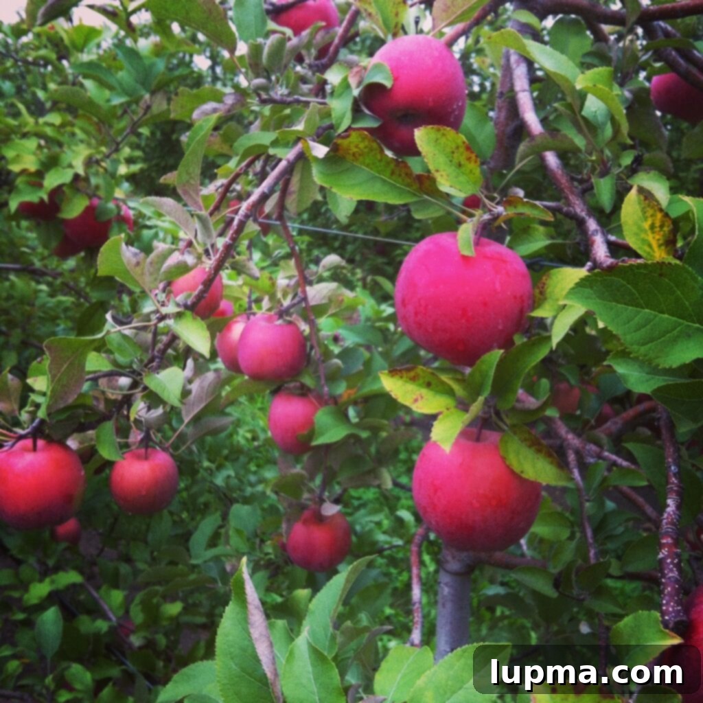 Close-up of freshly picked apples in a basket, showcasing the fall abundance